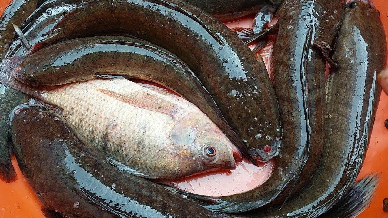 CÁ ĐỒNG THÁP @ THĂM LỜ CÁ LÓC