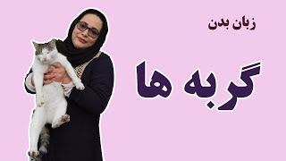 رفتارشناسی و زبان بدن گربه ها | بررسی انواع رفتار گربه ها و نگهداری از گربه ها