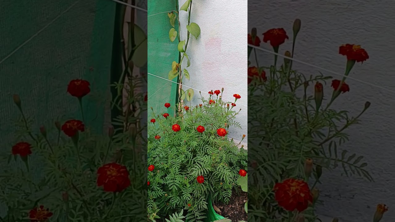 My Vibrant Garden Tour| Hey fellow gardeners! 🌿 Welcome to Lavit's Patch & Plate!