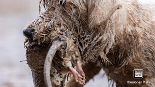 Ratting with terriers in the bales by Mr Johnsons working terriers 12,774 views 4 years ago 18 minutes