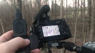 Treestand Self Filming With Sony Dslm