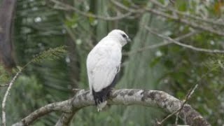 Information Birding at Chan Chich Lodge, Belize, 8th-14th February 2016. Update