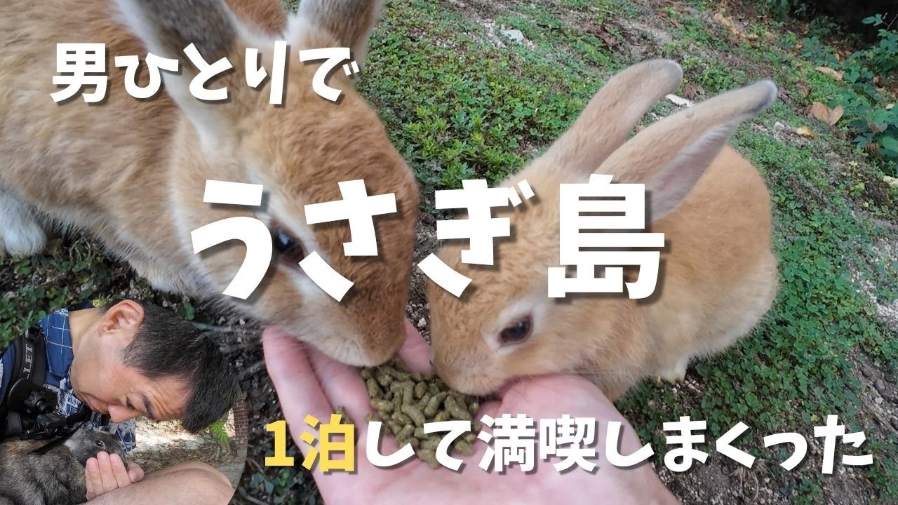【うさぎ島 男ひとり旅】ここは天国か！？休暇村で1泊してうさぎをモフモフしまくってきた。男ひとりでうさぎ島を全力で楽しみましたw【大久野島】