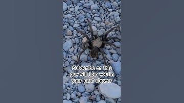 Tarantula Threat #asmr #tarantula #tarantulas #nature #cool #spiders  #spider #postmalone #fun