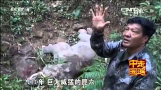 20150412 走遍中国 7集系列片一方水土一方人(4)野象谷 野象缘