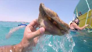 diving in Egypt - Hurghada (snorkeling by corals)