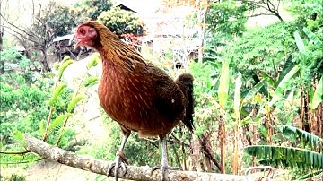 tiếng gà mái rừng mồi kêu gọi gà trống mới nhất | Hoàng Thắng