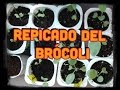 Cómo Repicar Brócoli/El Repicado/Mi huerto en el balcón