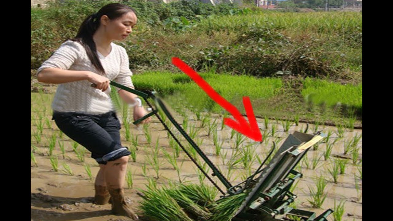 Unik Cara  Petani  Menanam  Padi  Di Jepang YouTube