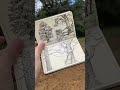 Little tree studies in my small sketchbook #drawing #sketchbook #moleskine #inspiredbynature #スケッチ