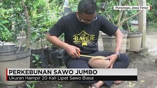 Sawo Super Jumbo Asal Ponorogo dengan Berat 3 Kg