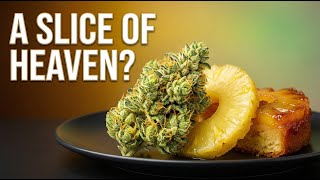 Cannabis Bible Chapter 5 Pineapple Upside Down Cake Strain A Slice of Heaven