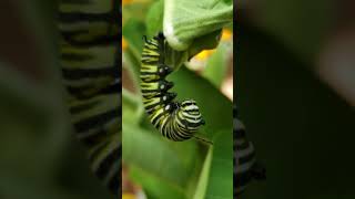 Monarch caterpiller preparing to pupate