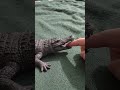 the crocodile is bite my finger