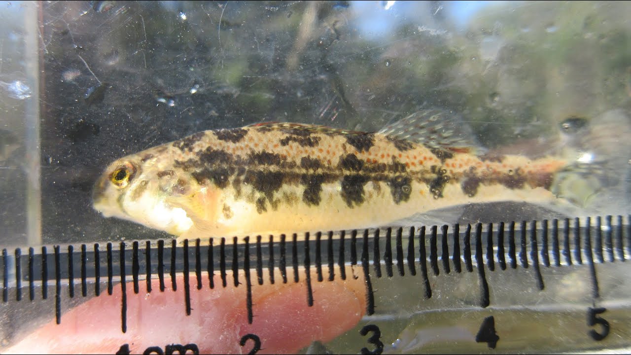 The Shakespeare Micro Series Spinning Rod Review Youtube