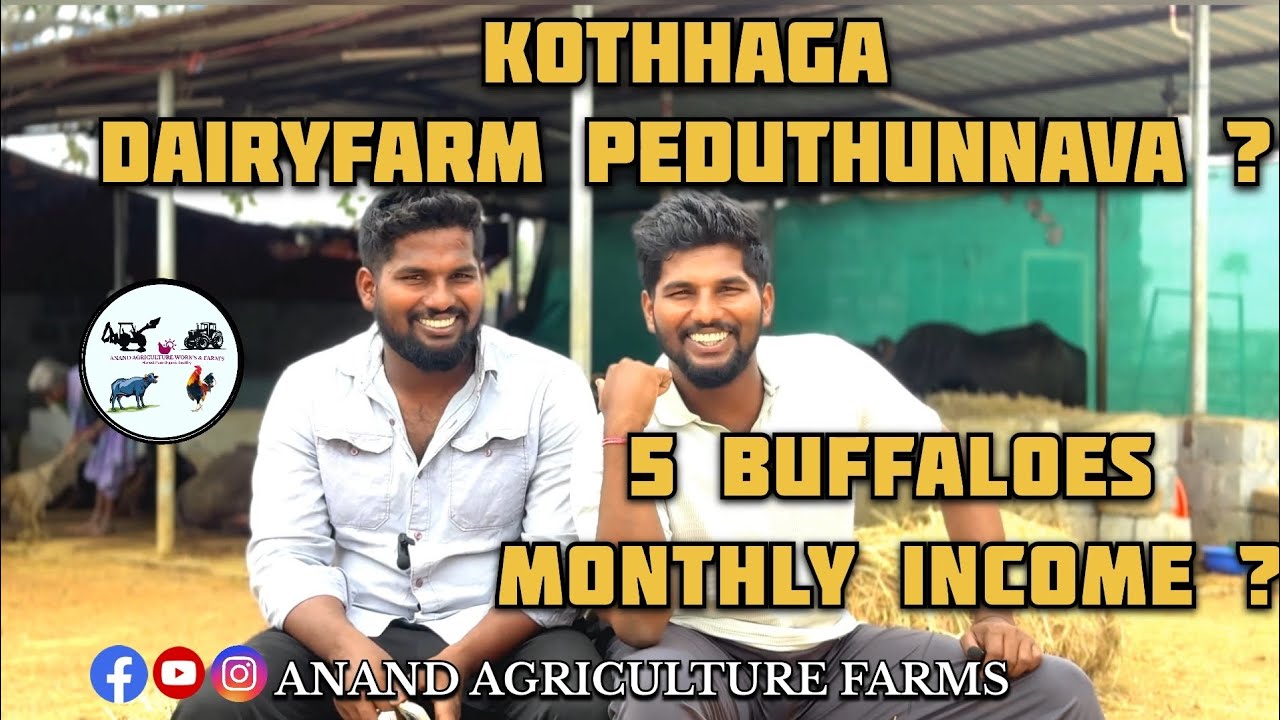 Monthly Income of 5 Buffalos | 5 బర్రెలతో డైరీ ఫాం లో నెల సంపాదన ఎంత?