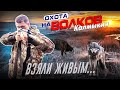 Охота на ВОЛКОВ!!! ! Взяли ЖИВЫМ!