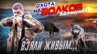 видео: Охота на ВОЛКОВ!!! ! Взяли ЖИВЫМ! картинка: Охота на ВОЛКОВ!!! ! Взяли ЖИВЫМ!