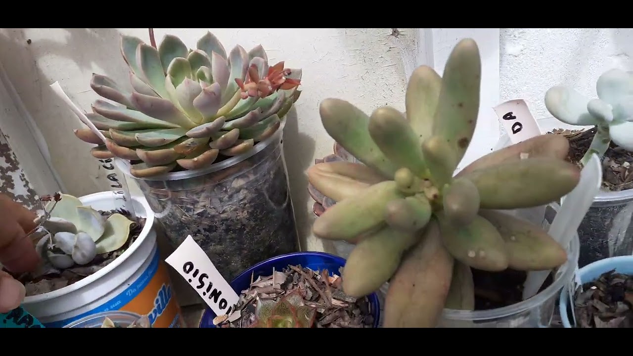 Veja como esta nosso jardim está colorido. Comprei duas suculenta 🌹🌵