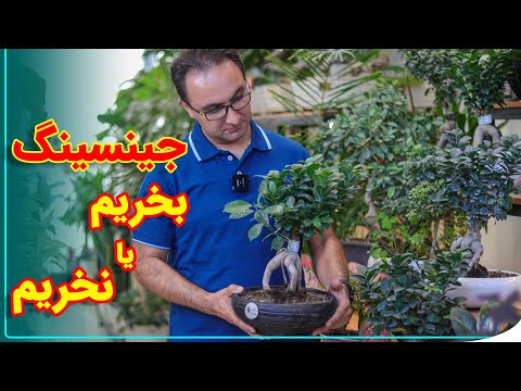 حتما قبل از خرید شبه بونسای جینسینگ این ویدیو رو مشاهده کنید  