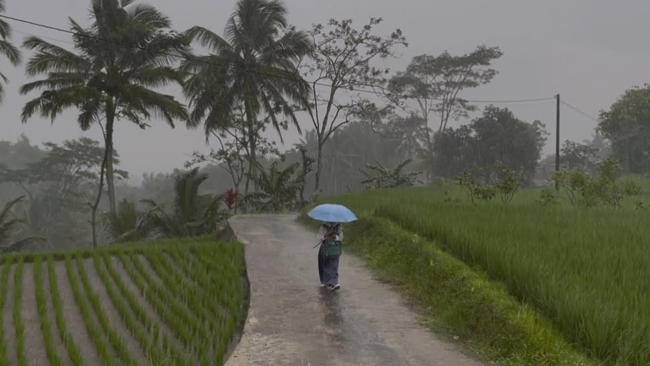 Suasana Desa Saat Hujan Lebat, Jalanan dan Sawah Terlihat Asri