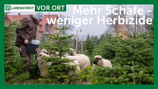 Fleißige Weihnachtsbaum-Schafe | LAND & FORST vor Ort