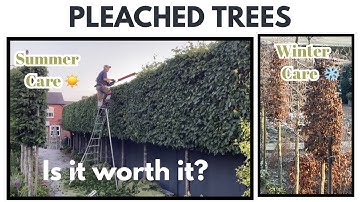 How to Train & Maintain Garden Pleached Trees Year-Round