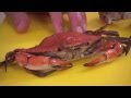 How to clean Blue Crab by Captain Vincent Russo (Part 1 of 2)