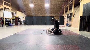 Teaching Down Using Negative Reinforcement with Pepper, Using the Leash to Reinforce Behavior