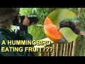 I Was Shocked to See a Hummingbird Eating Fruit in Costa Rica