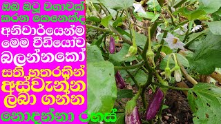 සති හතරකින් බටූ අස්වැන්නක් ලබා ගැනීමේ රහස්|Batu wagawa