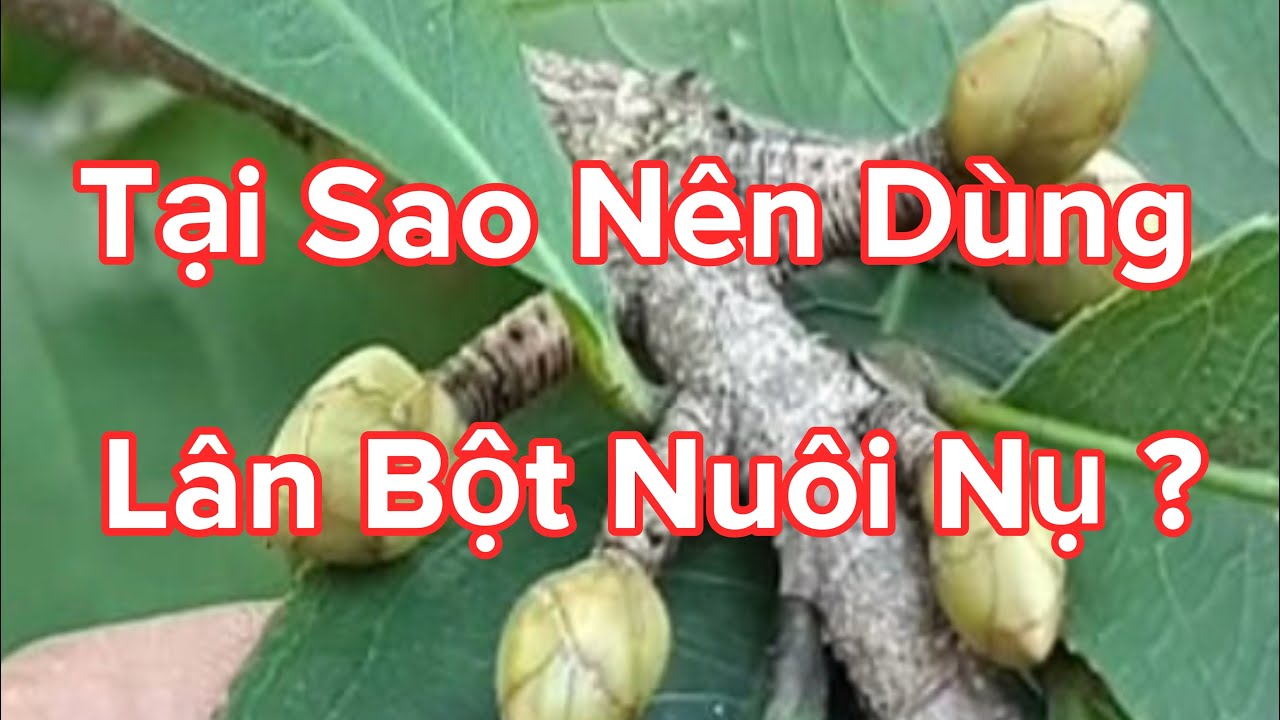 Cách Dùng Lân Bột Nuôi  Nụ Ko Nở Sớm . 