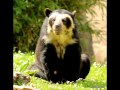 Tribute to a popular  Spectacled bear (Franka)