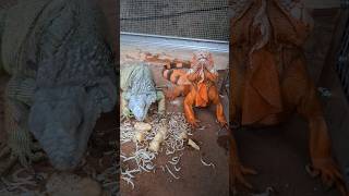 Iguana Jantan Jaga Pasangannya #reptile #iguana #asmr
