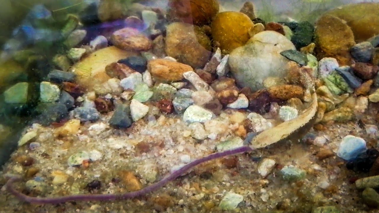 Dusky sleeper goby VS Earthworm - YouTube
