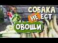 Собака не ест овощи. ЧТО ДЕЛАТЬ?