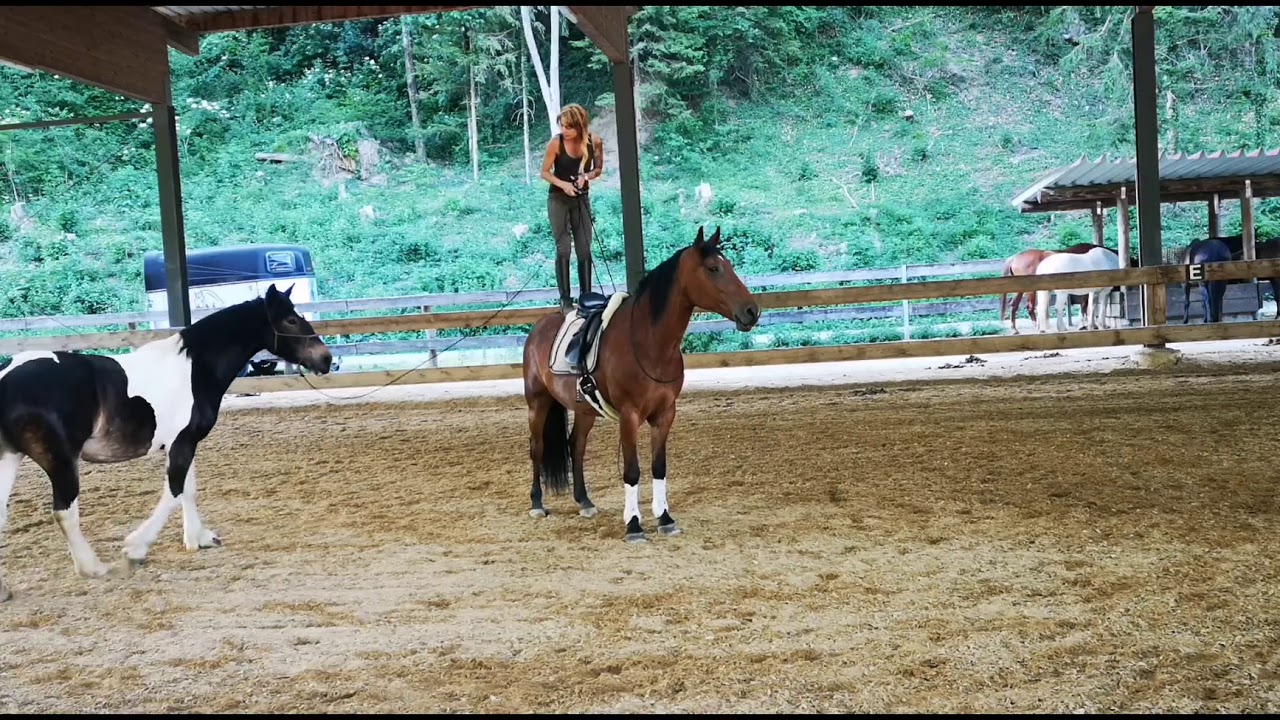 parelli-natural-horsemanship-two-horses-playin-with-two-horses