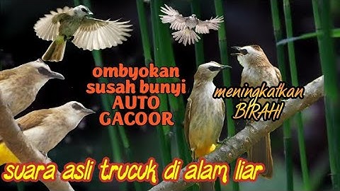 trucuk betina saling bersahutan,Sangat Ampuh untuk merangsang birahi trucuk jantan agar cepat ropel.
