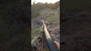 Another one bites the dust!🔥 #birdhunting #birds #turkeyhunting #turkeyseason