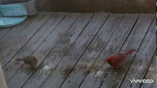 COVID 19 Lock down Atrocities - Angry Birds not angry anymore :-) !!! screenshot 4