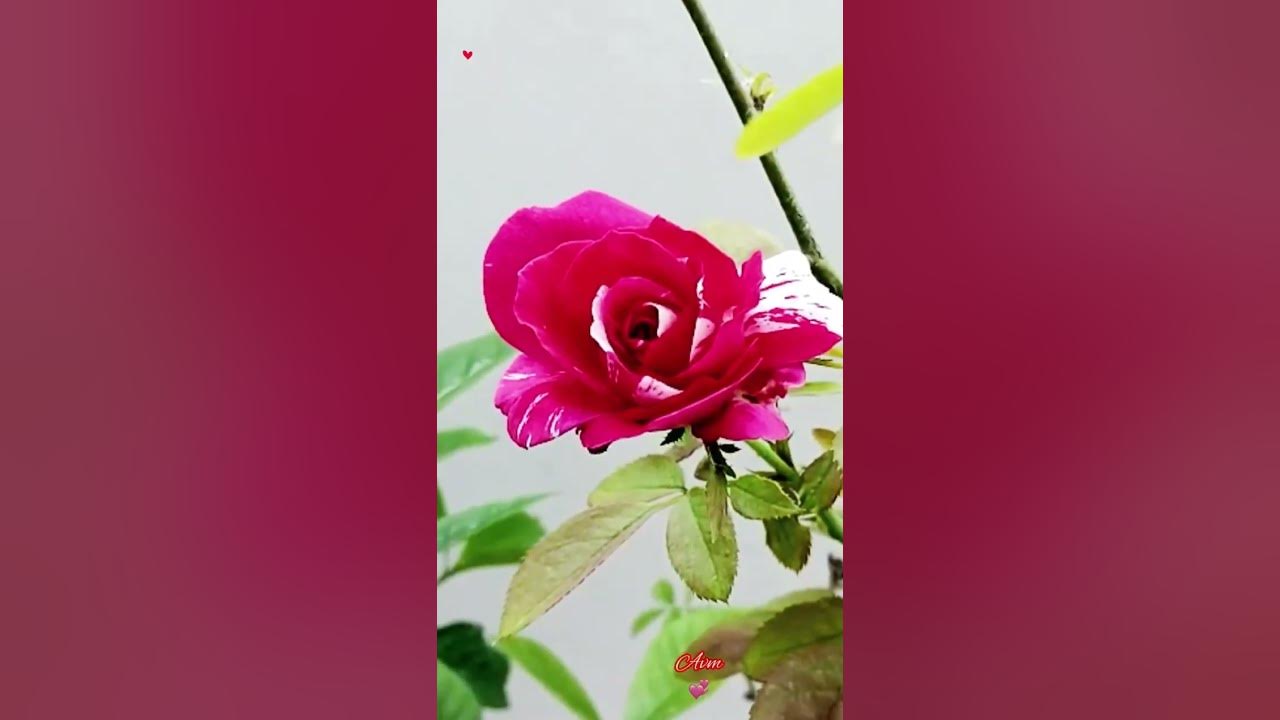 Kanave Kalaiyathe❤️‍🔥Unnikrishnan/Deva Hitsss❤️(1998 Movie) MottuRoojaaa🌷🌿💛🌷🌿💛🌷🌿💛AVM007