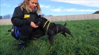 Dogs Trust Bridgend - Otis