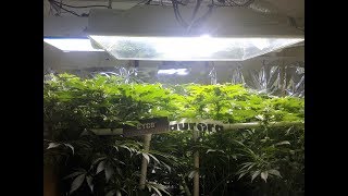 CYCO vs AURORA The Great Grow Off side by side, Match 2 - Episode 2