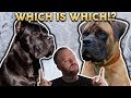 CANE CORSO OR BOERBOEL! Whats The Difference?