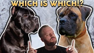 CANE CORSO OR BOERBOEL! Whats The Difference?