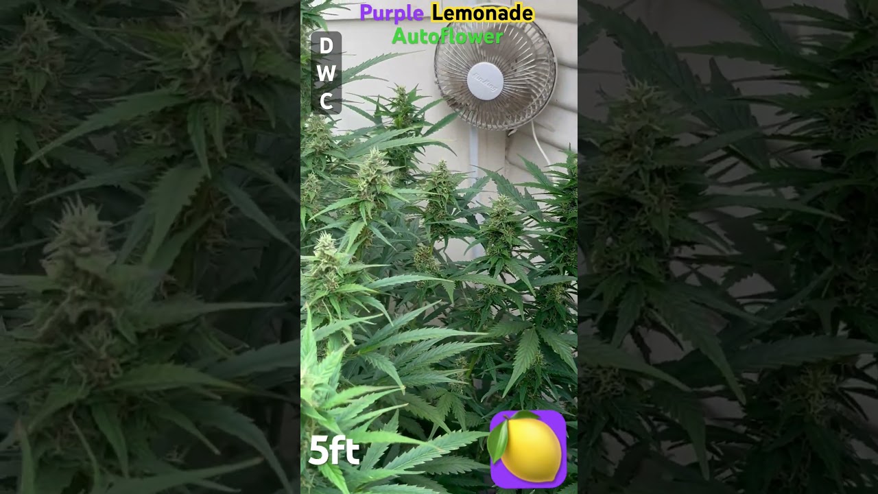 Purple lemonade strain! 5ft… 