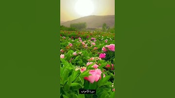 حالات واتس سورة الأحزاب الآية ٥٦ بصوت #رعد_الكردي