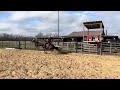 SevenL Metallic Rose - 2020 AQHA Mare, Roping Horse (Heeling, Breakaway), Reined Cow Horse
