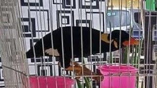 Download Lagu Burung Beo Ngomong Sendiri, Setiap Ada Orang Lewat Bilang Assalamu'alaikum! MP3