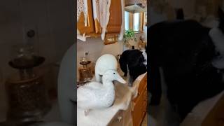  The Duck Like bro What Did I Do  funnycat duckmeme shorts
